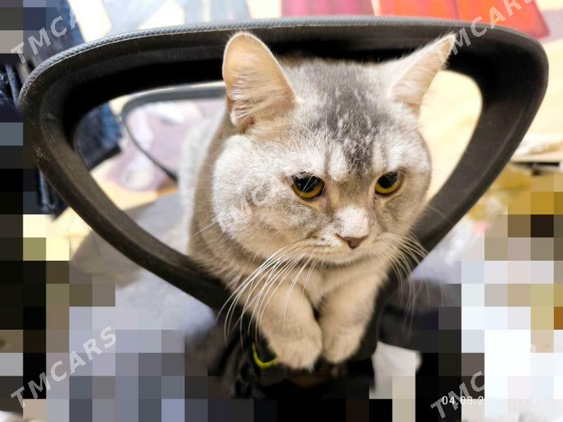 ШОТЛАНДСКИЙ КОТ - Ашхабад - img 2