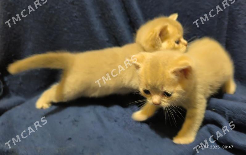 ШОТЛАНДСКИЙ КОТ - Ашхабад - img 4