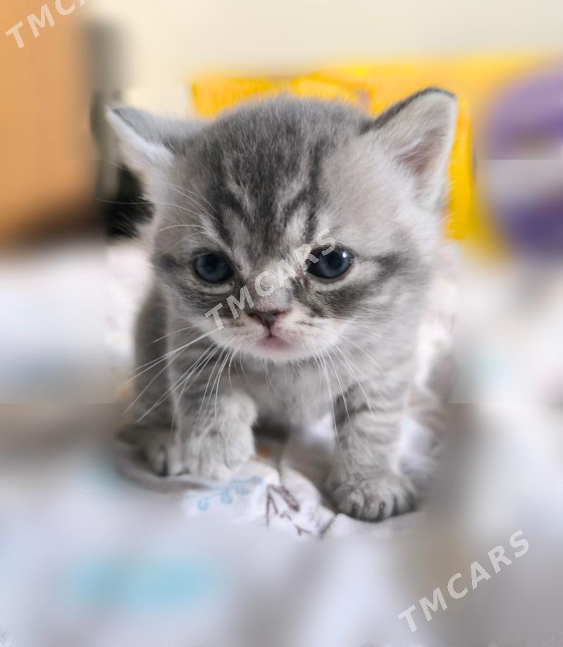 ШОТЛАНДСКИЙ КОТ - Ашхабад - img 5