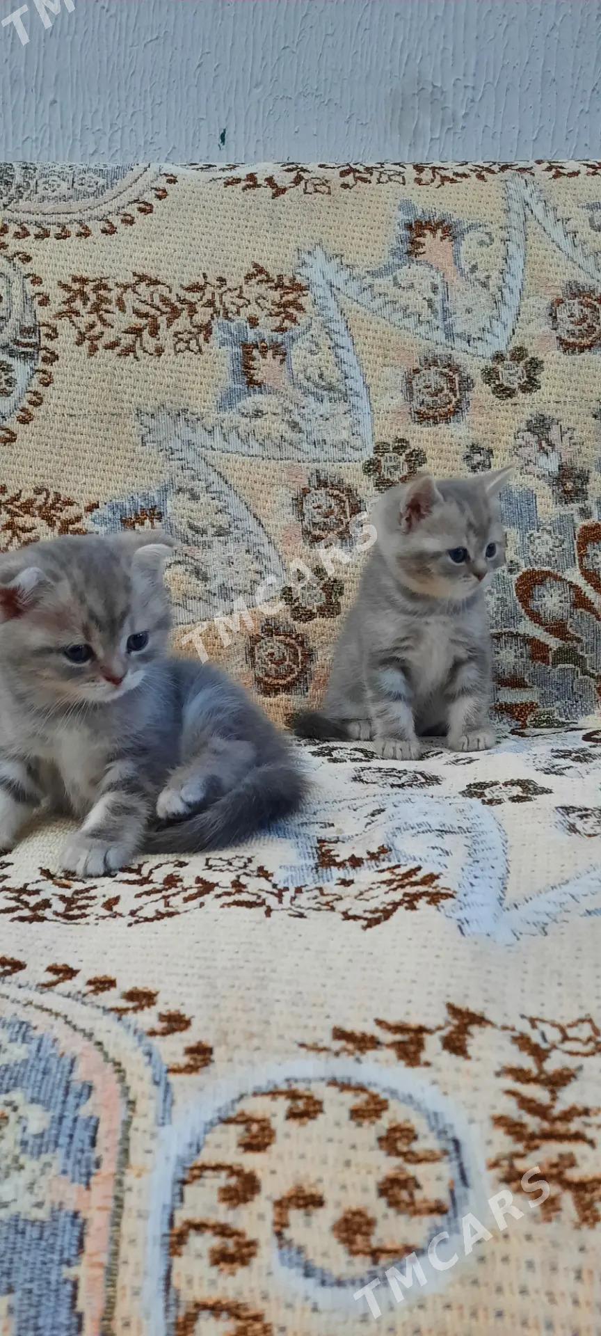 ШОТЛАНДСКИЙ КОТ - Ашхабад - img 10