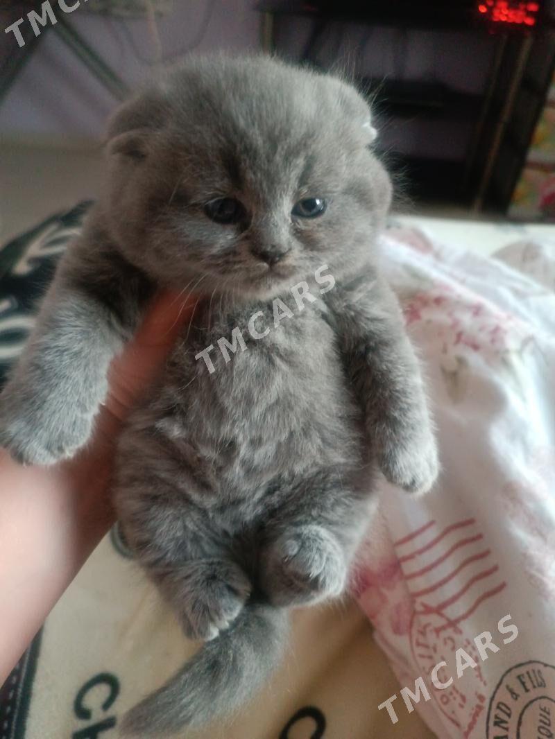 котенок мишка - Ашхабад - img 2