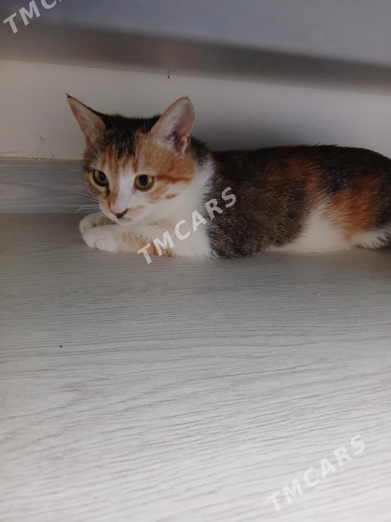 Котёнок-подросток - Türkmenabat - img 2
