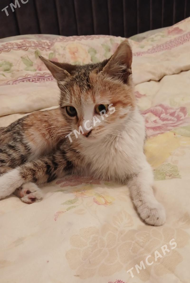 Котёнок-подросток - Türkmenabat - img 3
