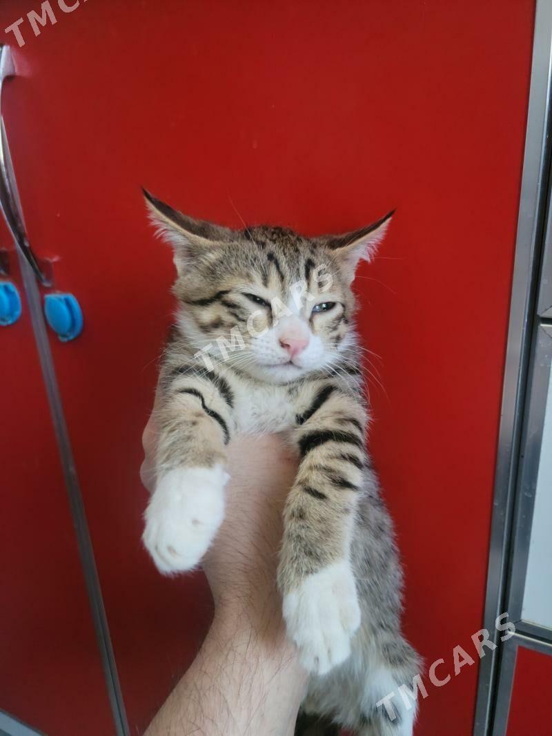 Отдам Котят - Ашхабад - img 2