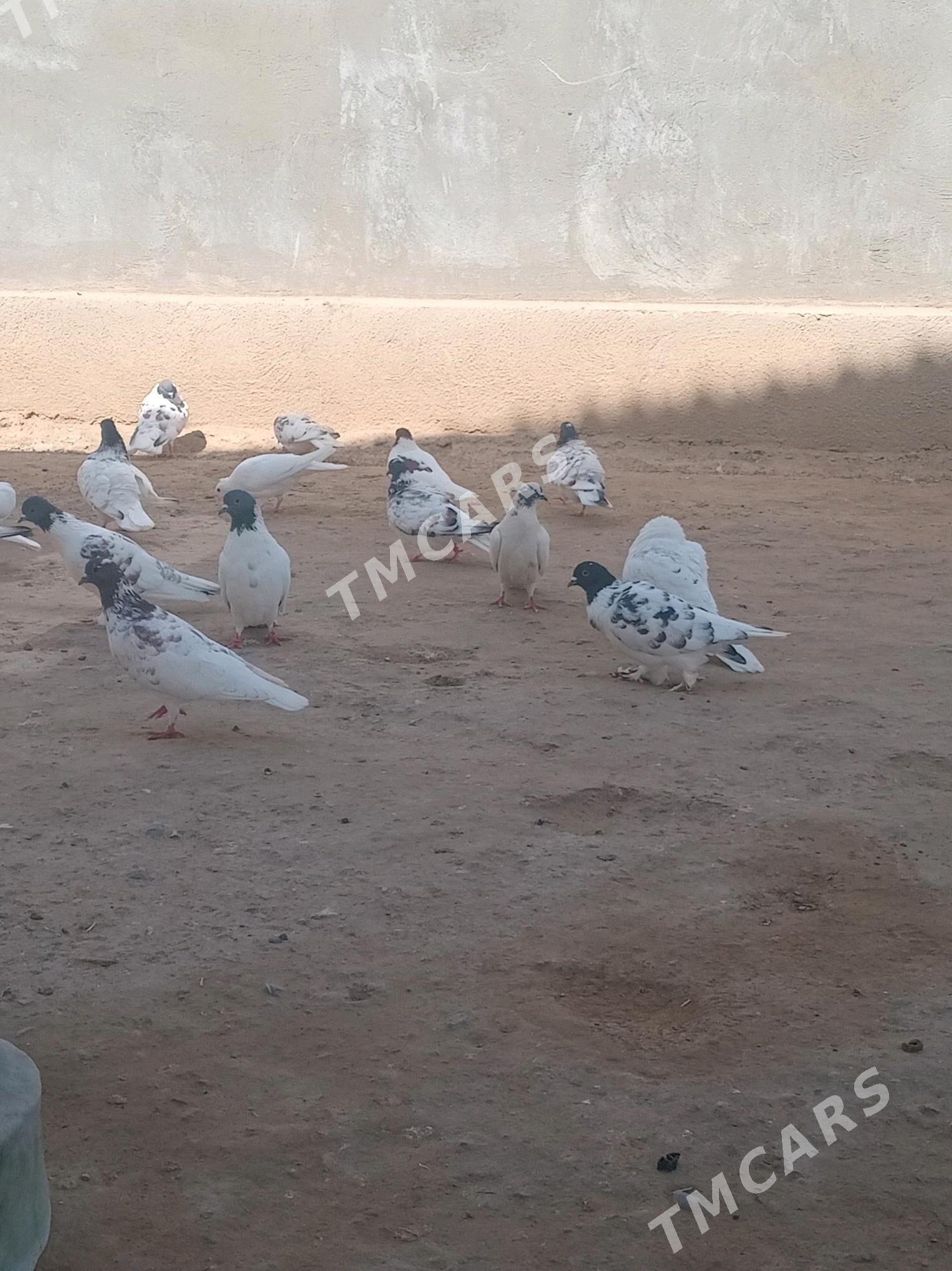 Kepderi - Murgap - img 2