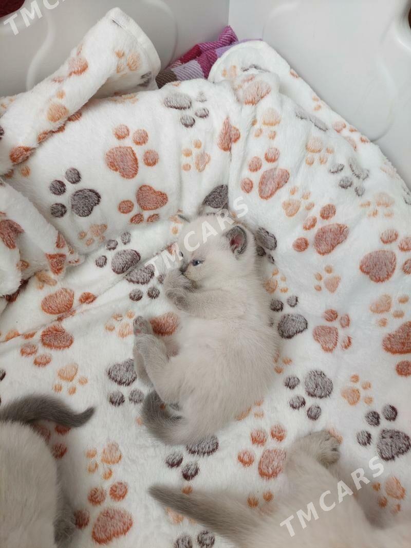 Шотландские котята - Ашхабад - img 4