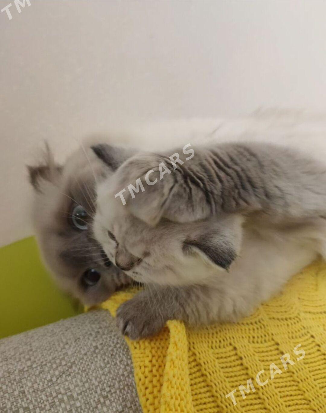 Шотландские котята - Ашхабад - img 2