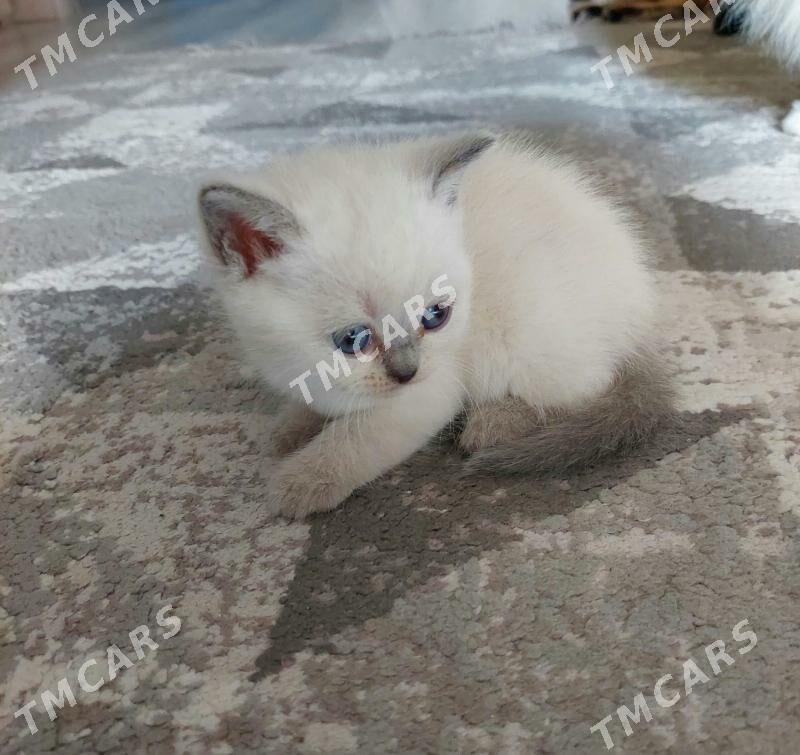 Шотландские котята - Ашхабад - img 3