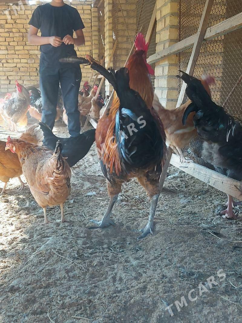 gigant horazlar - Sakar - img 2