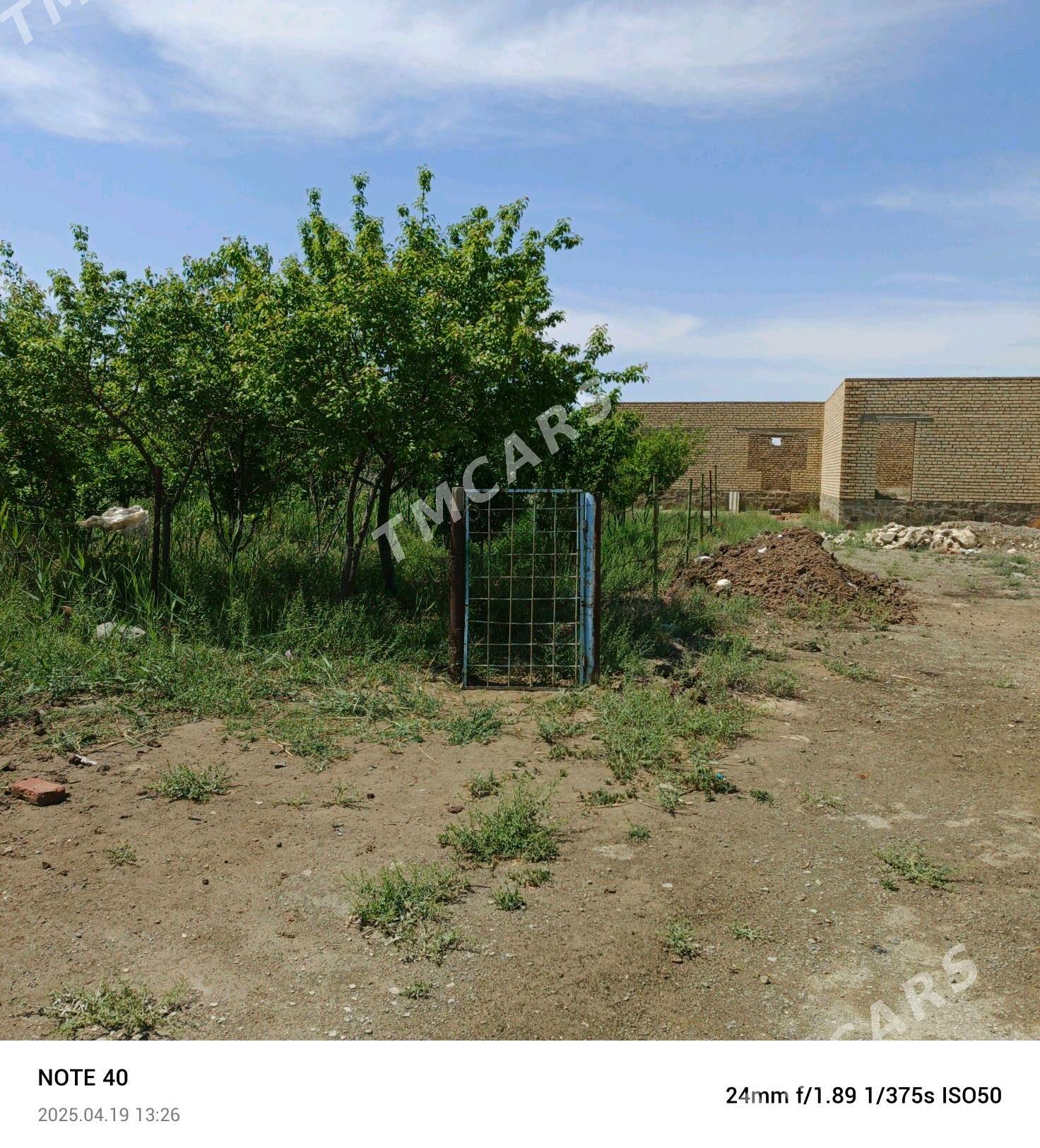 şatlyk jay - Bereket - img 3
