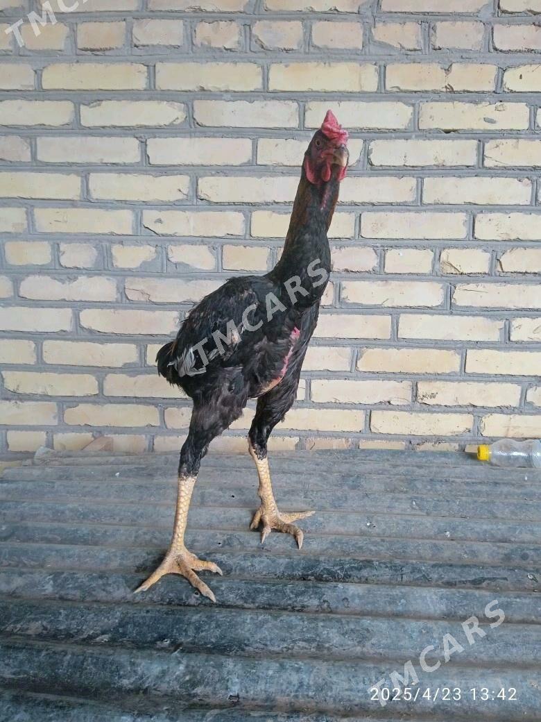 Baÿsy Horaz - Sakar - img 2
