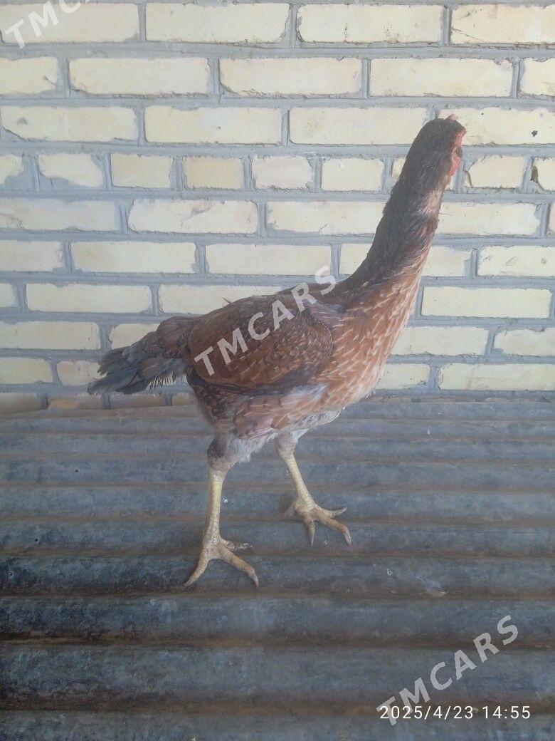 Baysy towuk - Sakar - img 3