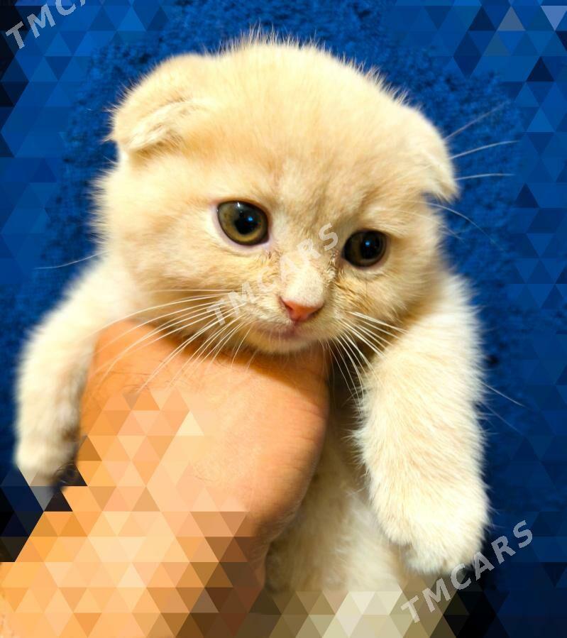 ШОТЛАНДСКИЕ КОТЯТА - Aşgabat - img 2