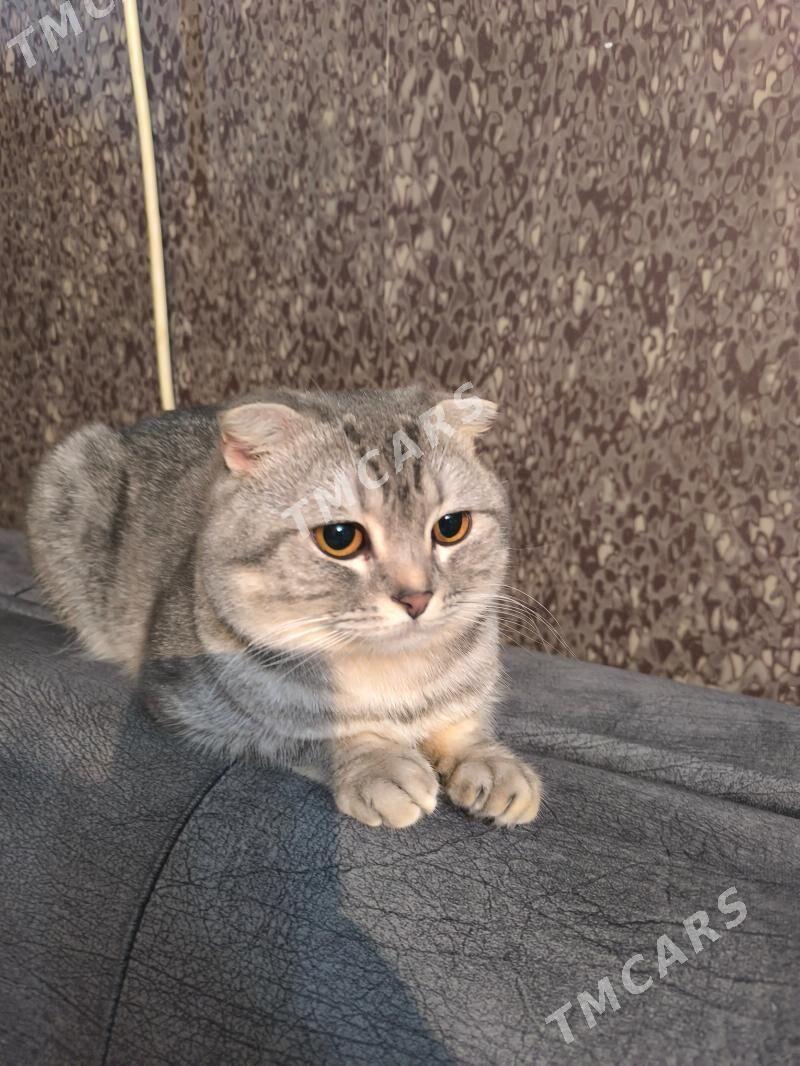 Кот вязка - Ашхабад - img 2