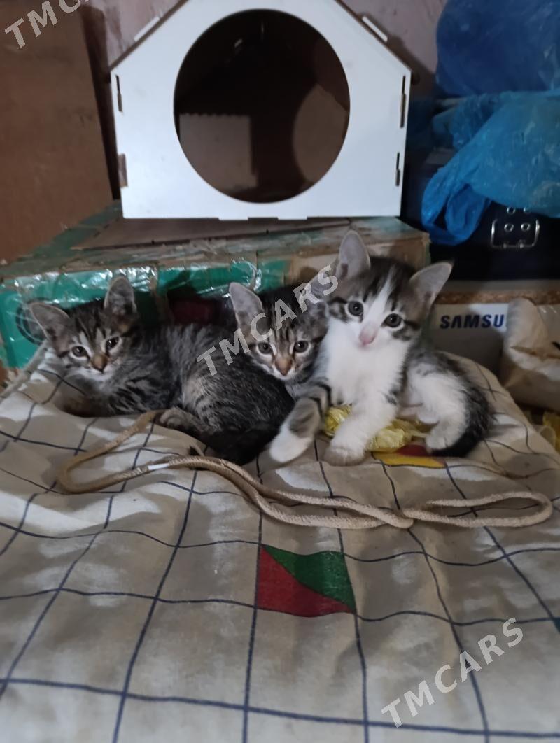 котята ^-^ - Aşgabat - img 2