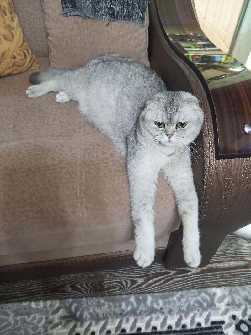 Шотландские котята - Ашхабад - img 2