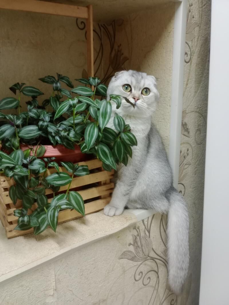 Шотландские котята - Ашхабад - img 8