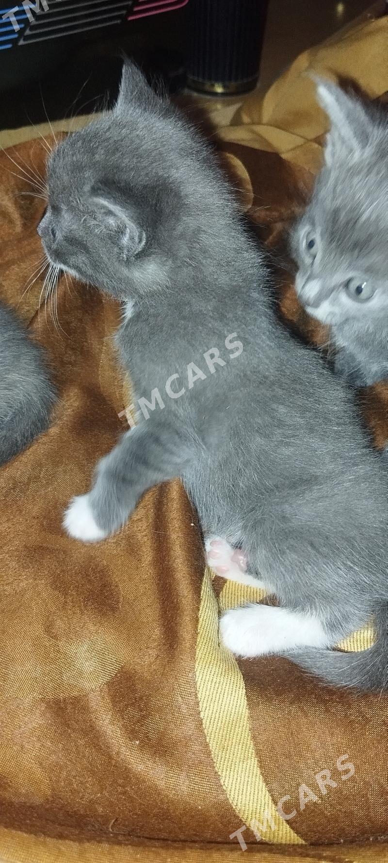 отдам в надёжные руки - 9 мкр - img 6