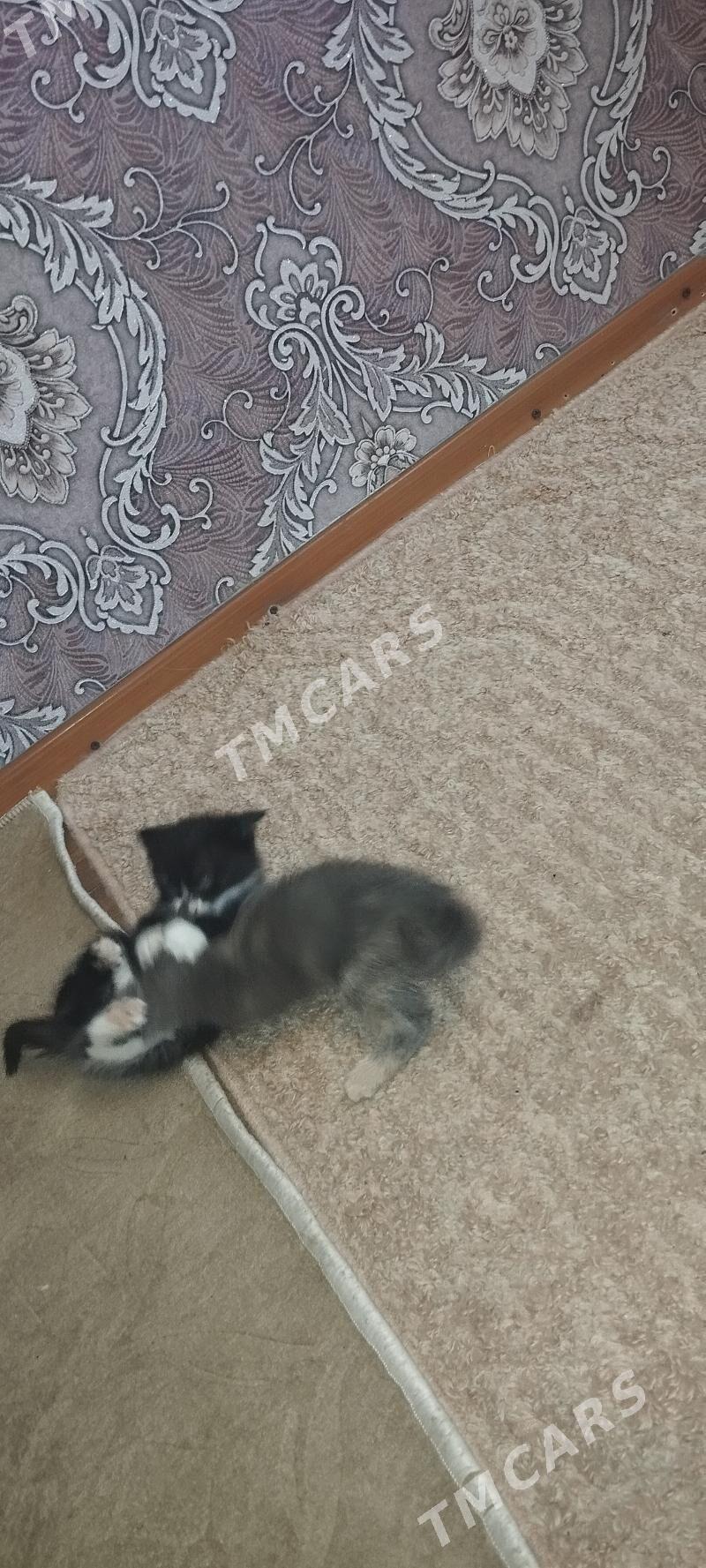 отдам в надёжные руки - 9 мкр - img 5