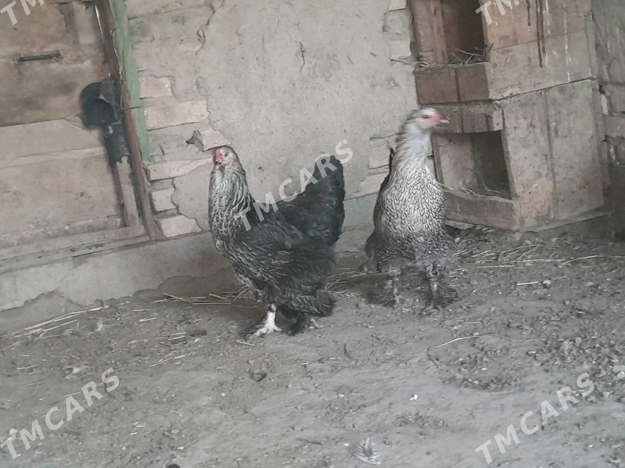 brama yumurtga - Şabat etr. - img 3