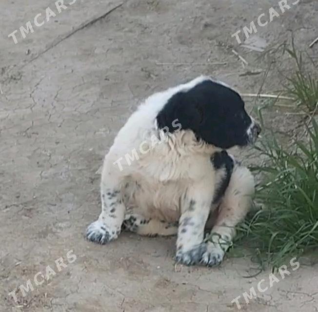 Balu - Sarahs - img 2