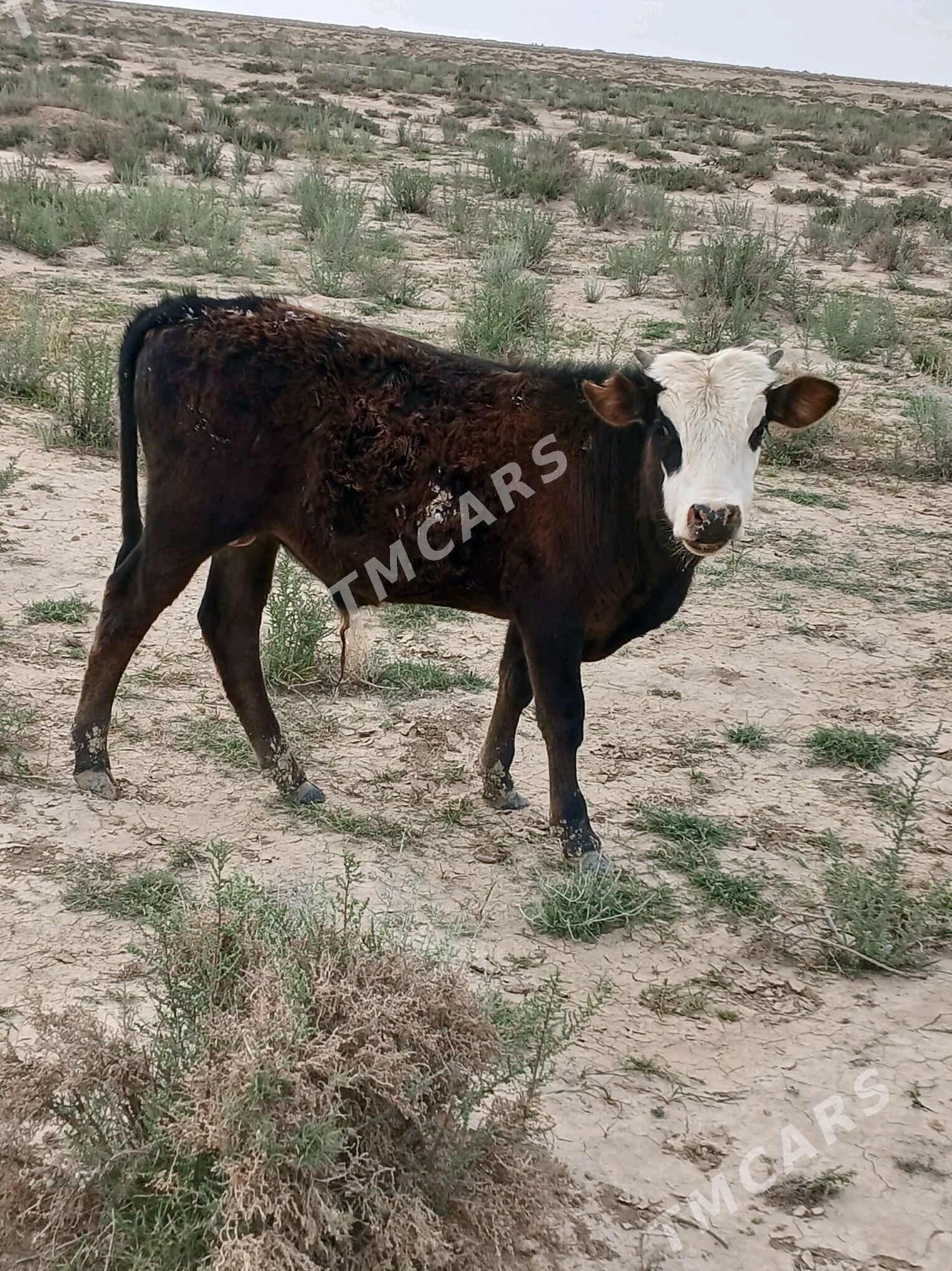 Öküz we Tüwe - Esenguly - img 2