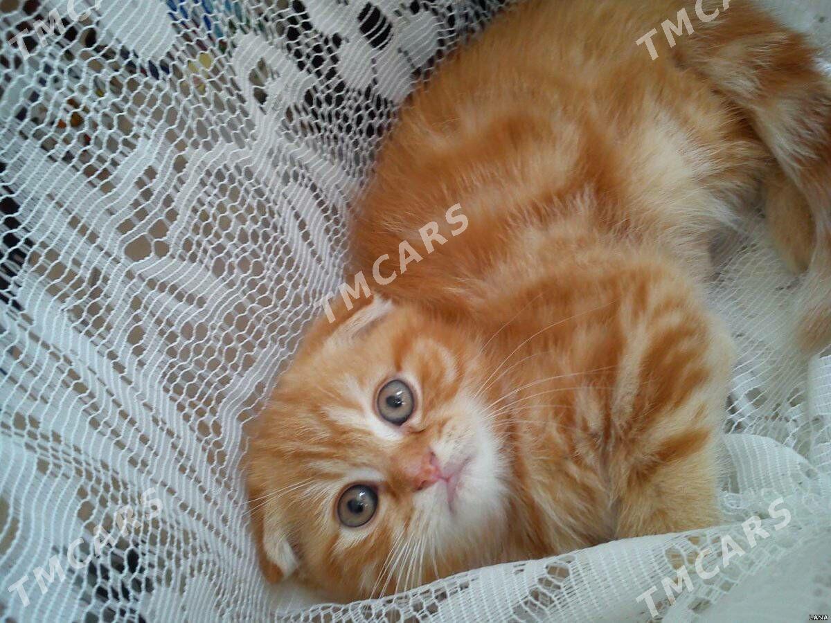 шотландскийе котики - Aşgabat - img 3