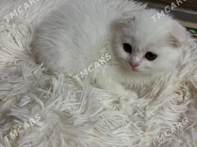 шотландскийе котики - Aşgabat - img 6