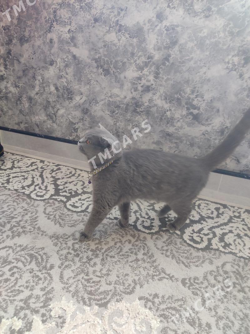 кошка год не рожавшая - Türkmenabat - img 2