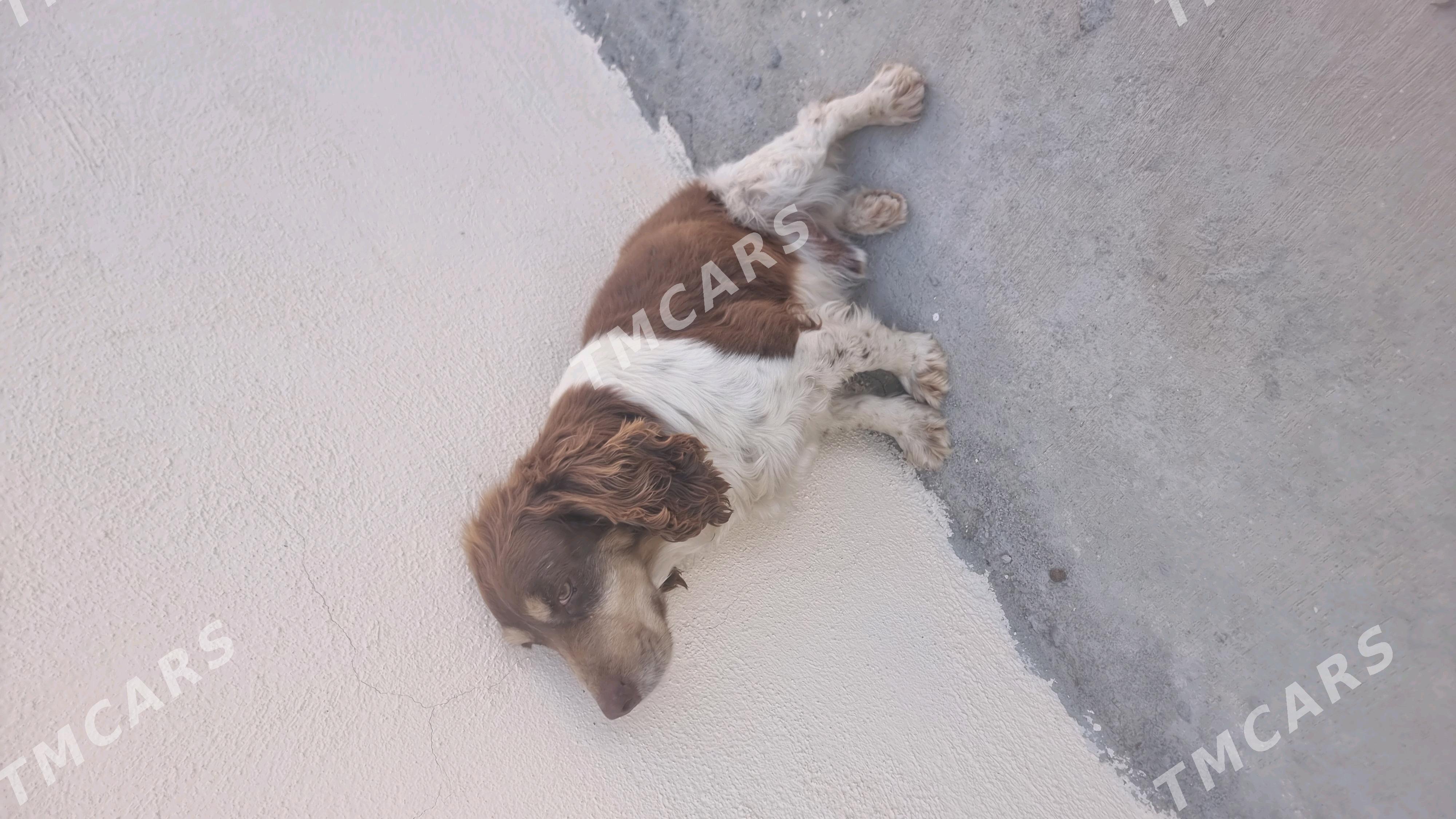 it spanel - Çoganly - img 2