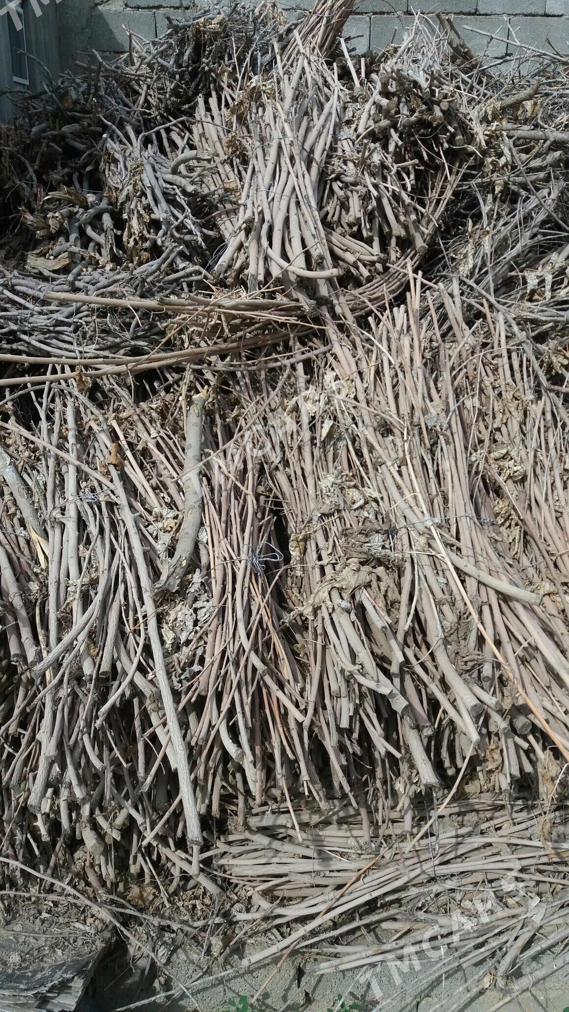 odun cybyk - Ak bugdaý etraby - img 2