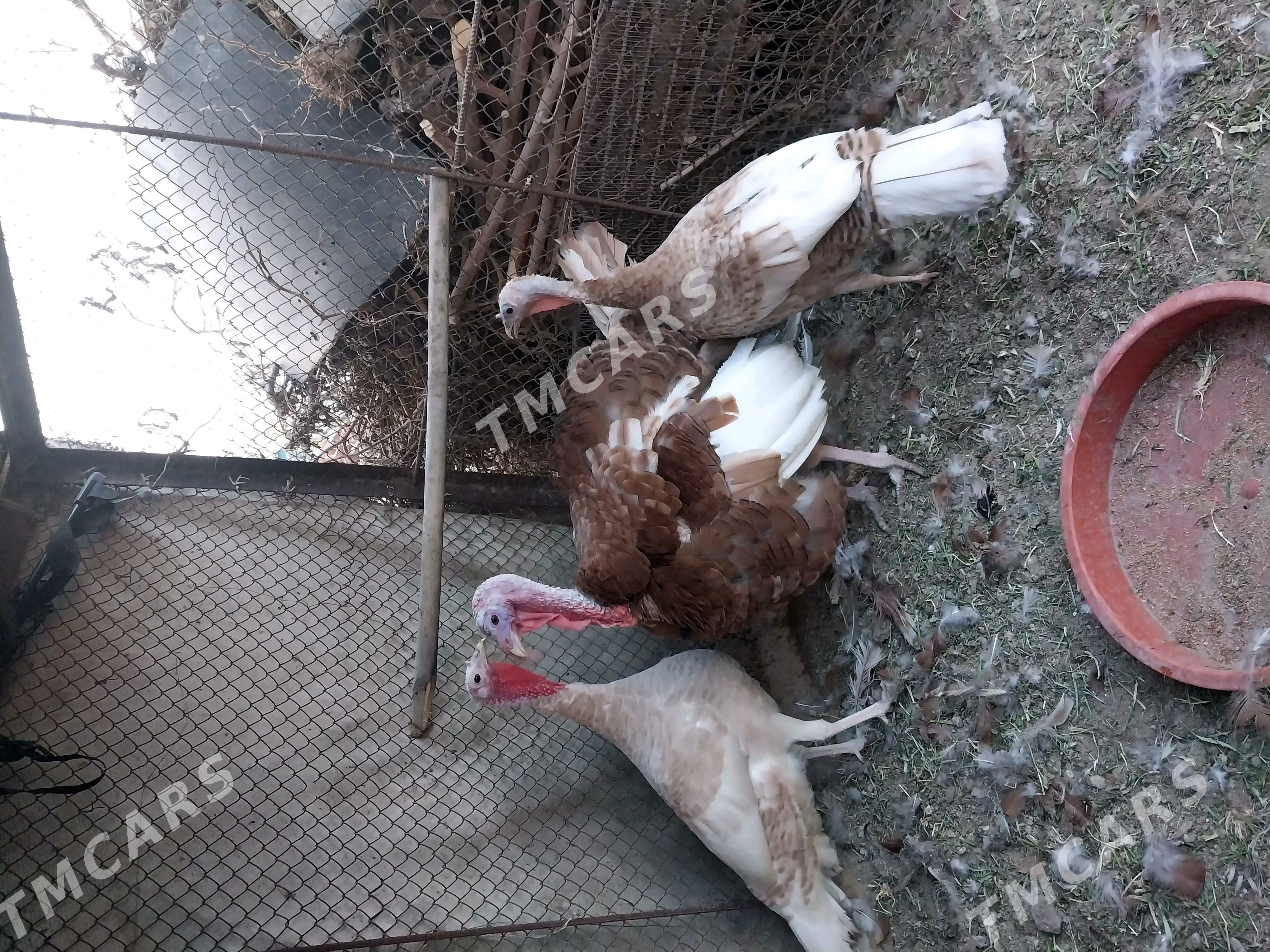 Owgan induk yumurtga - Gökdepe - img 2