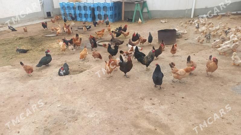Ýumurtga - Türkmenbaşy - img 2