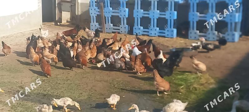 Ýumurtga - Türkmenbaşy - img 3