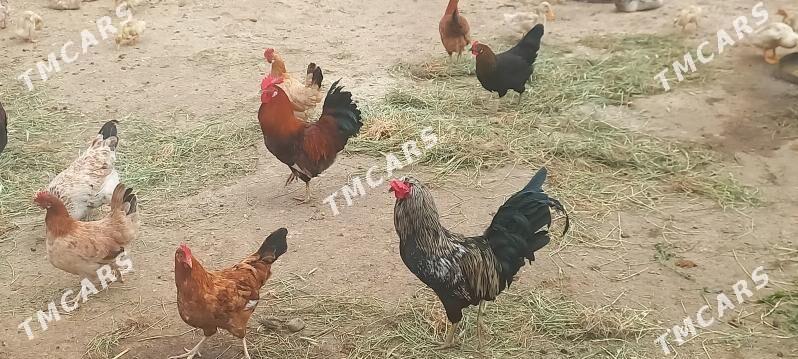 Ýumurtga - Türkmenbaşy - img 6