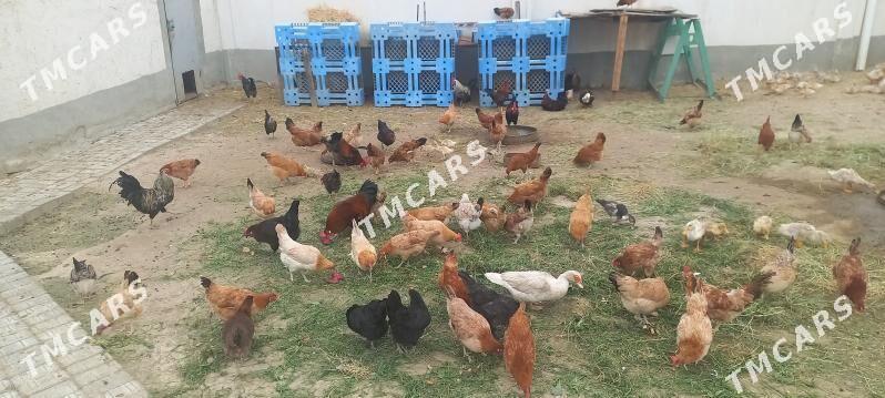 Ýumurtga - Türkmenbaşy - img 7