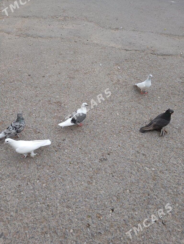 kepderi - Aşgabat - img 5