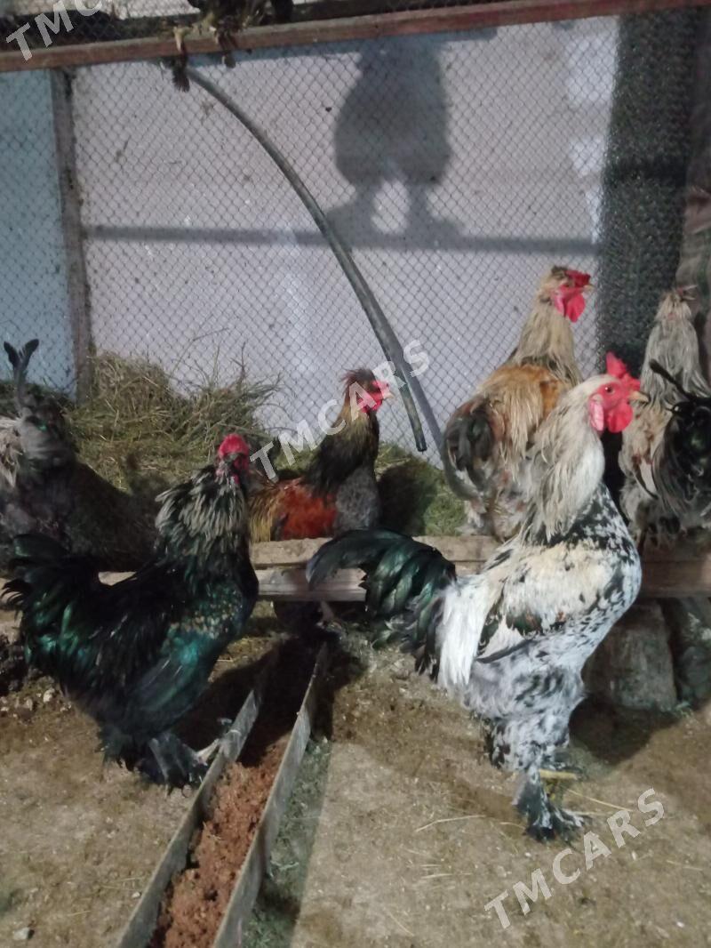 Brama,Balgar Horazlar - Aşgabat - img 3