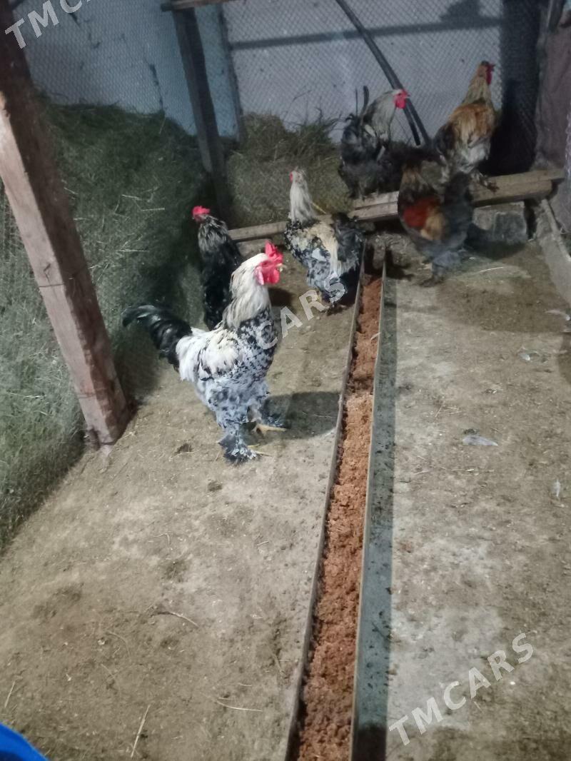 Brama,Balgar Horazlar - Aşgabat - img 6