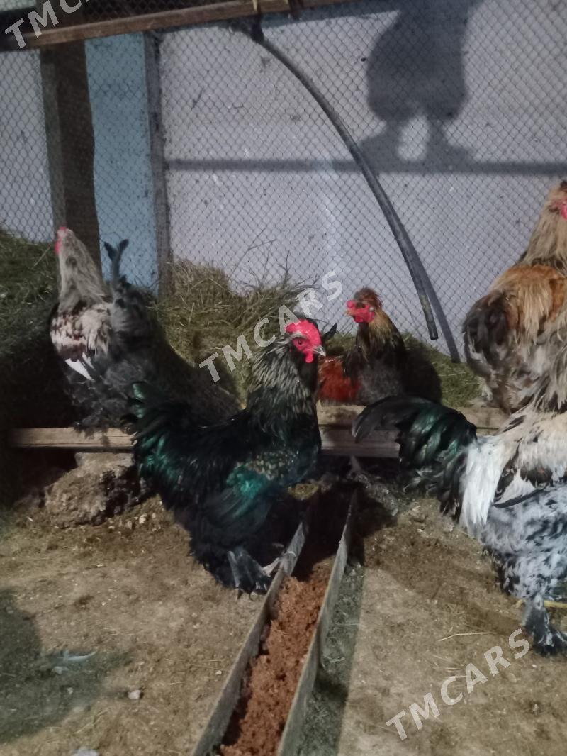 Brama,Balgar Horazlar - Aşgabat - img 10