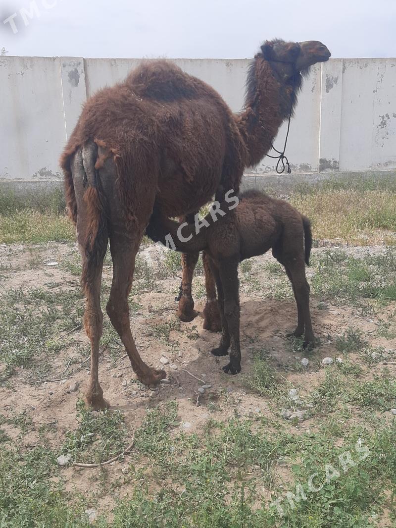 köşökli düýe - Гёкдепе - img 2