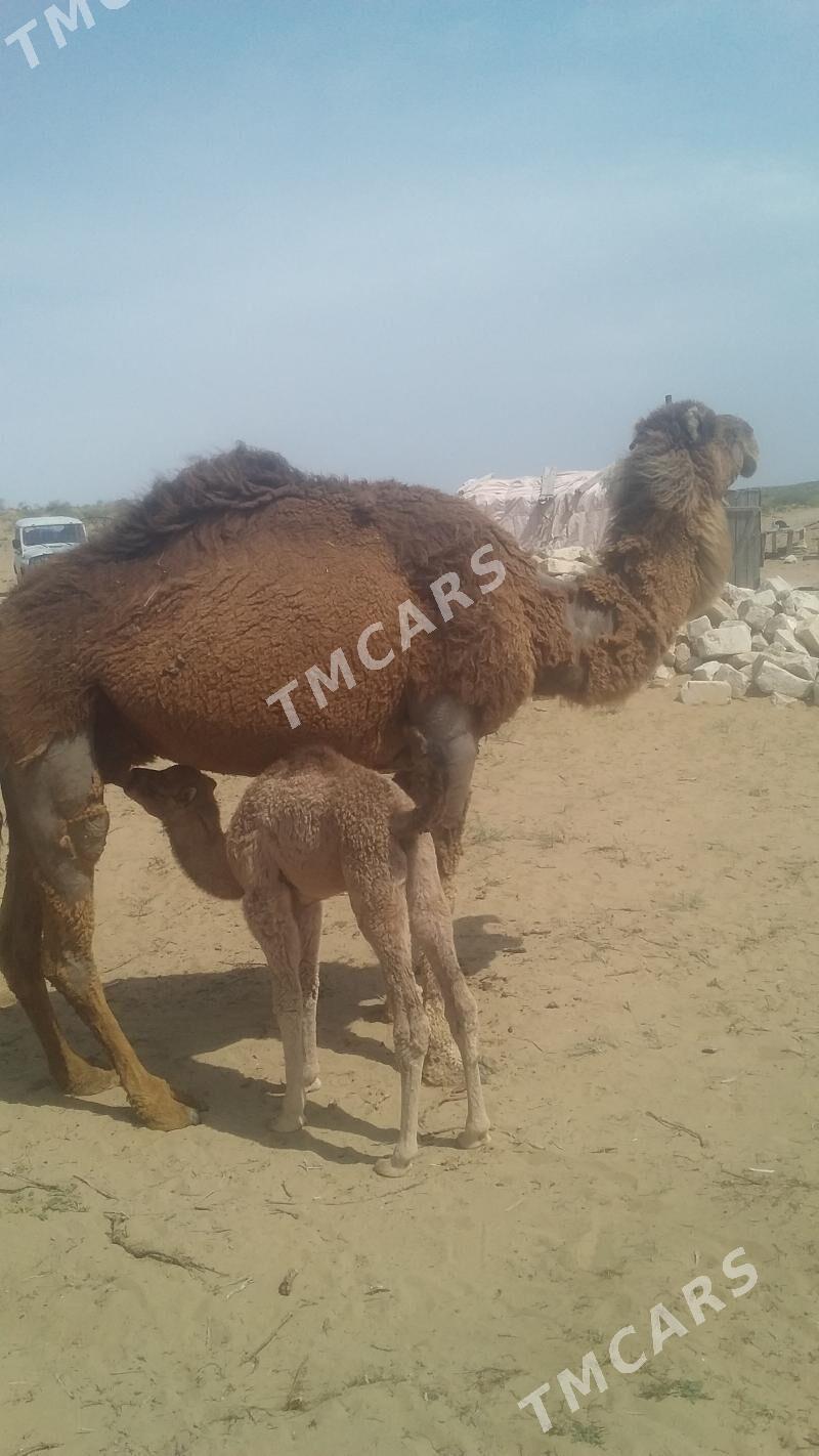 KÖŞEKLI DÜÝE ÝERI GÜRJE OBASY - Türkmenbaşy - img 2