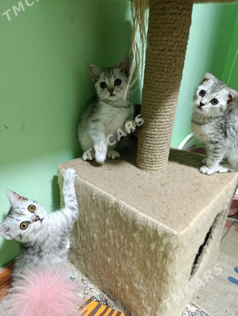  котята - Арзув - img 5