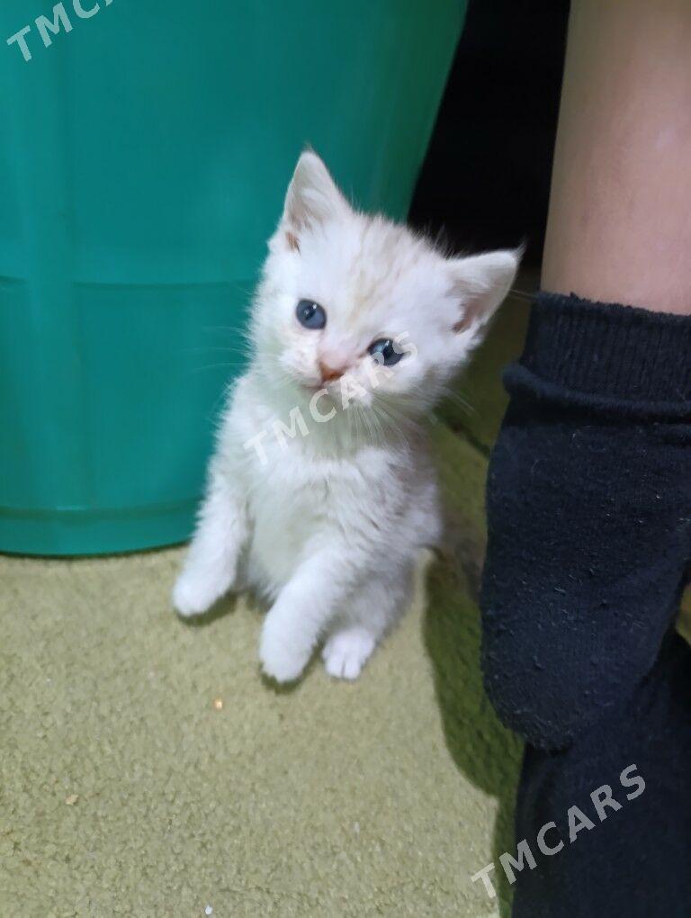  котята - Арзув - img 2