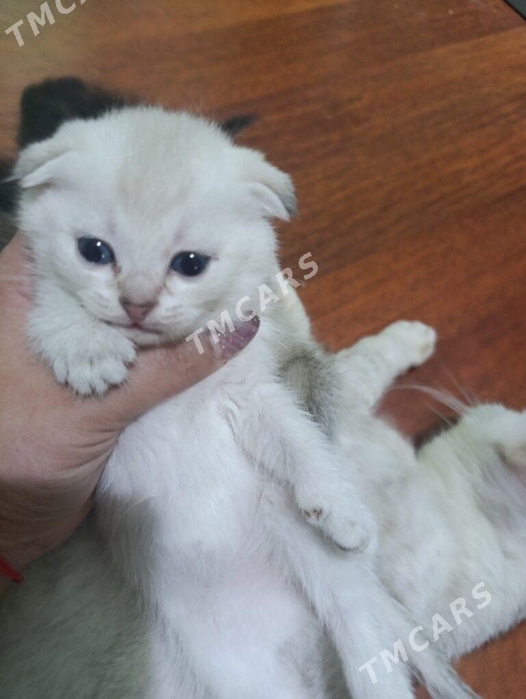  котята - Арзув - img 3