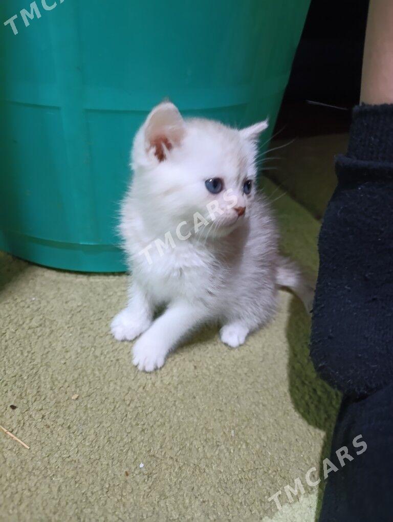  котята - Арзув - img 4
