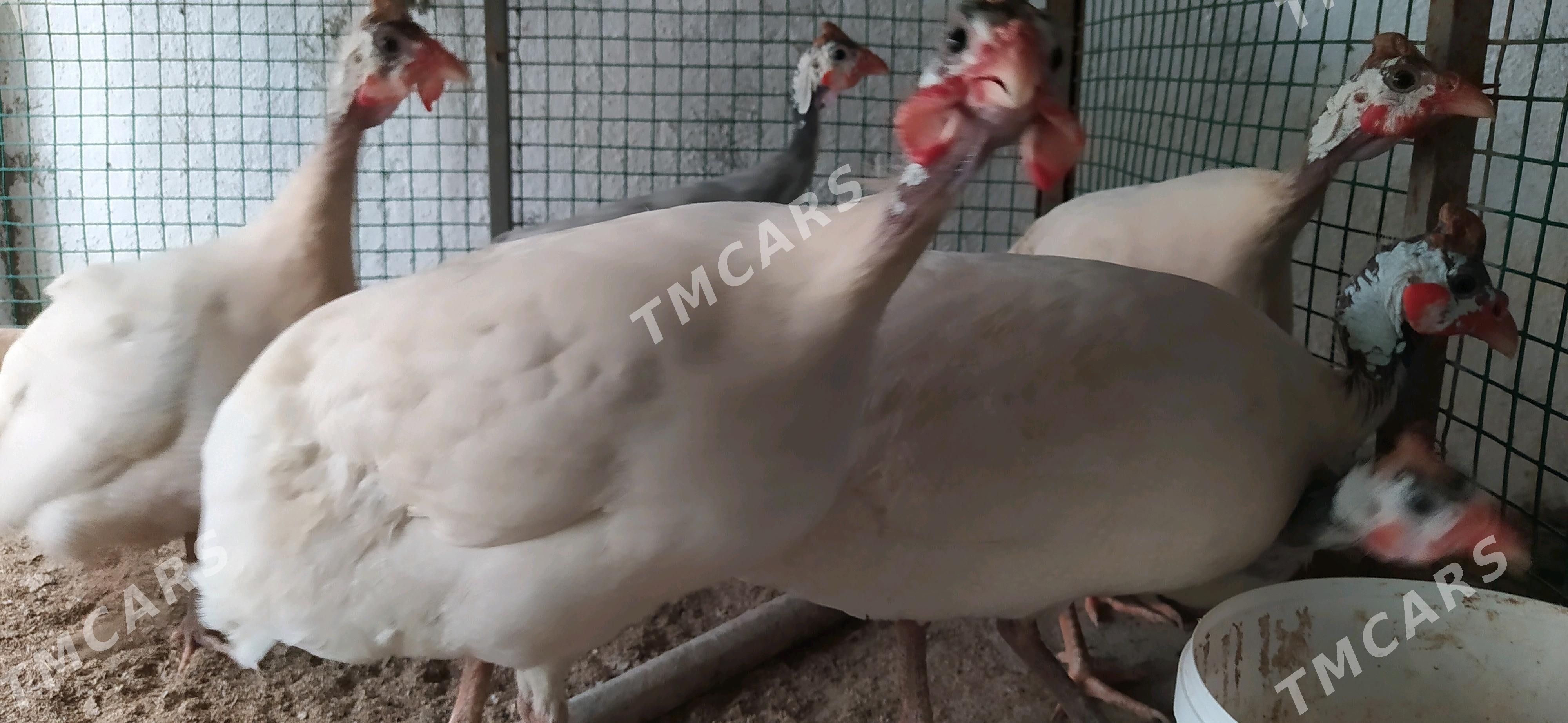 sesarka цесарка - Çoganly - img 2
