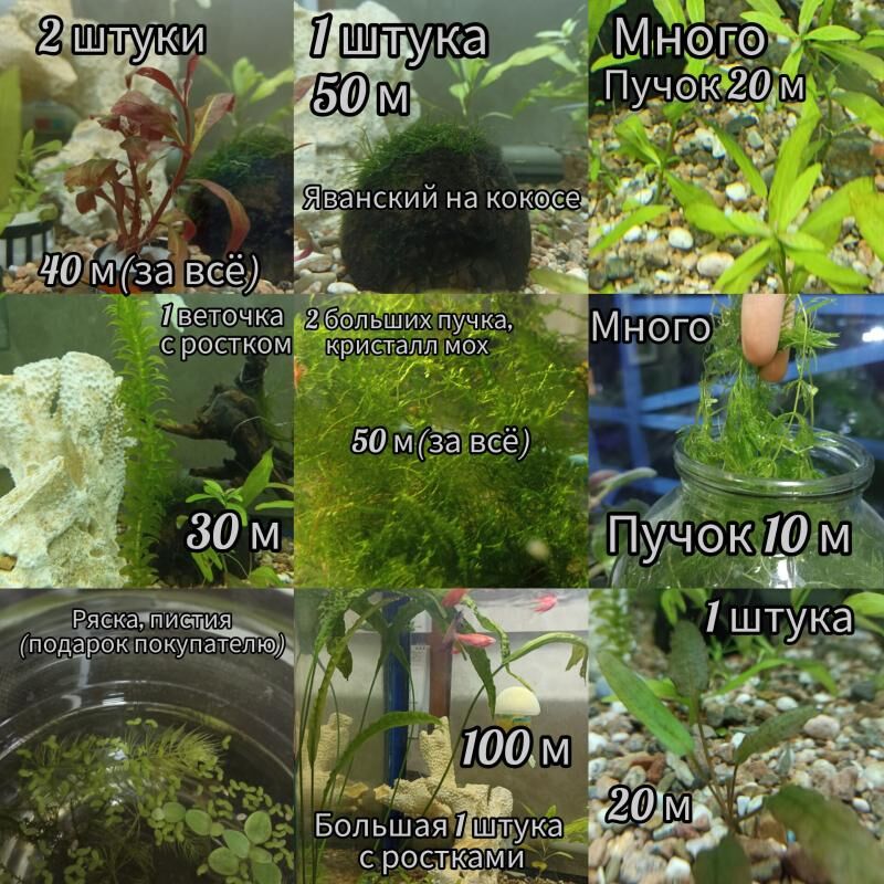 Рыбы,растения,оборудование т.д - Мир 3 - img 5