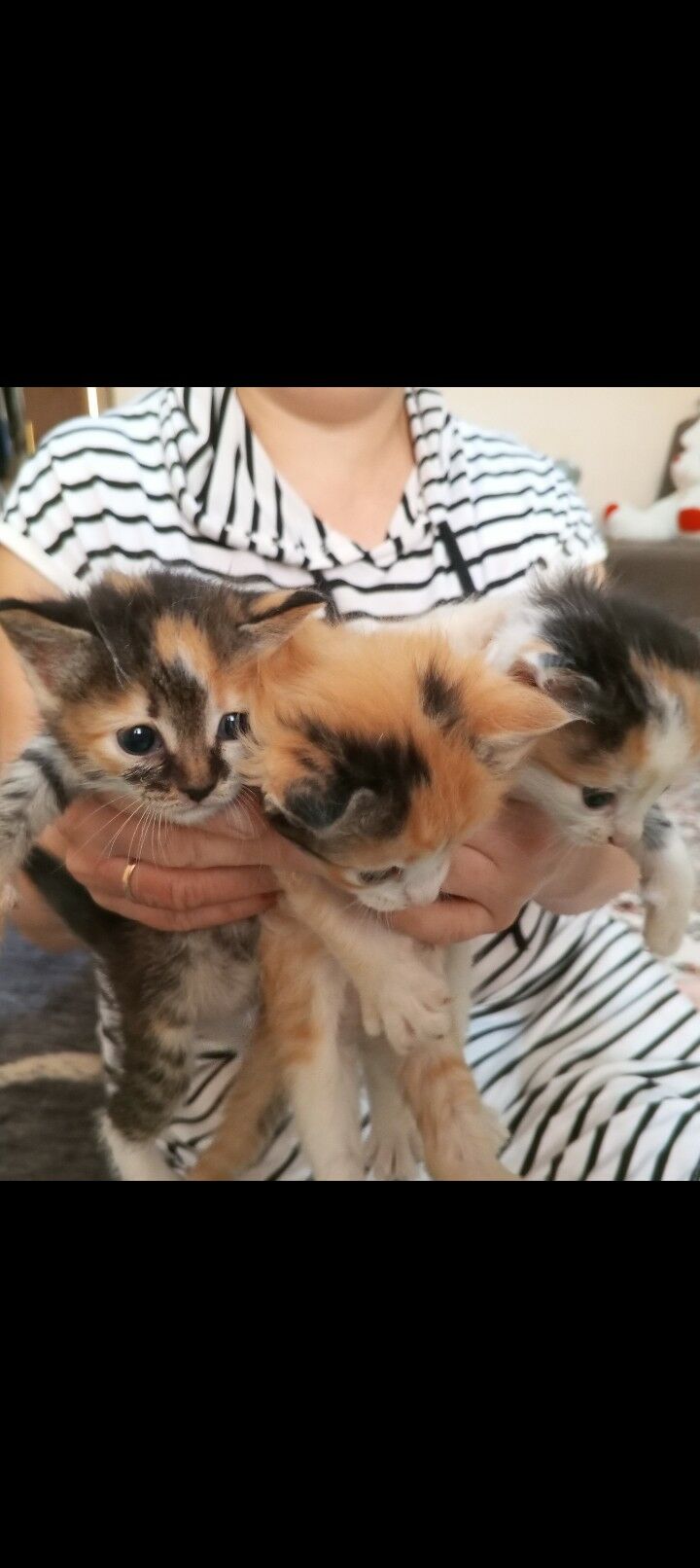 Котят в Добрые Руки - Türkmenbaşy - img 2
