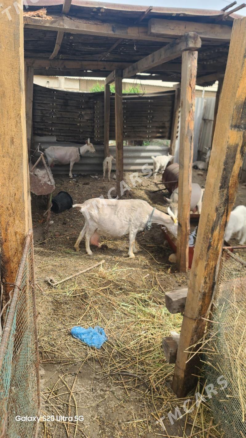 Geçi süýdi. Козье молоко - Farap - img 3